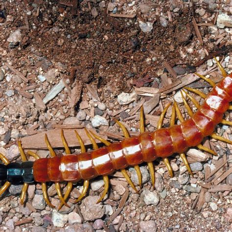 蜈蚣環境|centipedes articles